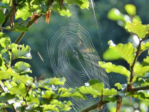 Spider Cobweb Web Orb Web Animal Nature