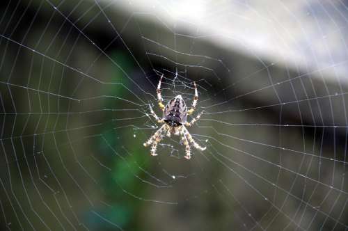 Spider Web Araneus Cobweb