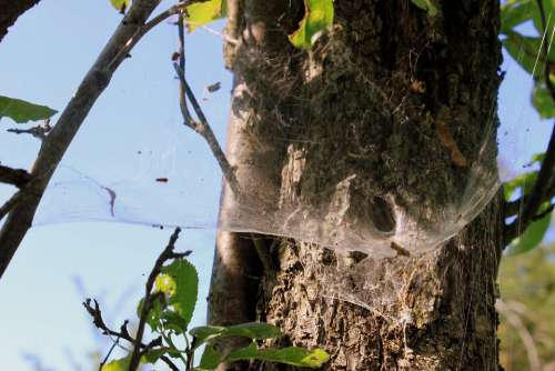 Spider Nest Spider Web Tunnel Insects Tunnel Web