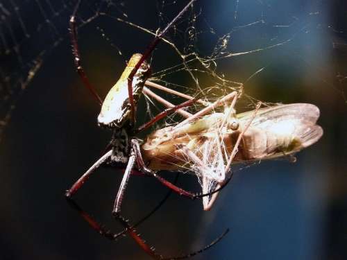 Spider Arachne Animal Predator Feeding Butterfly