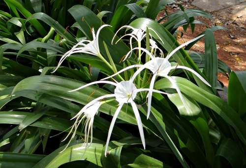 Spider Lily Hymenocallis Littoralis Amaryllidaceae