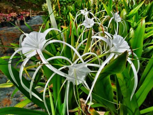 Spider Lily Lily White Flowers Plant Floral