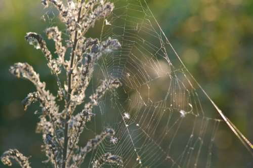 Spider Web Home Cobweb Sun Morning Summer Nature