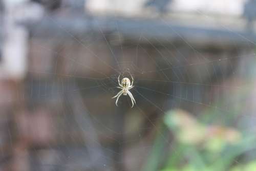 Spider Web Spider Web Garden Nature Creepy Insect