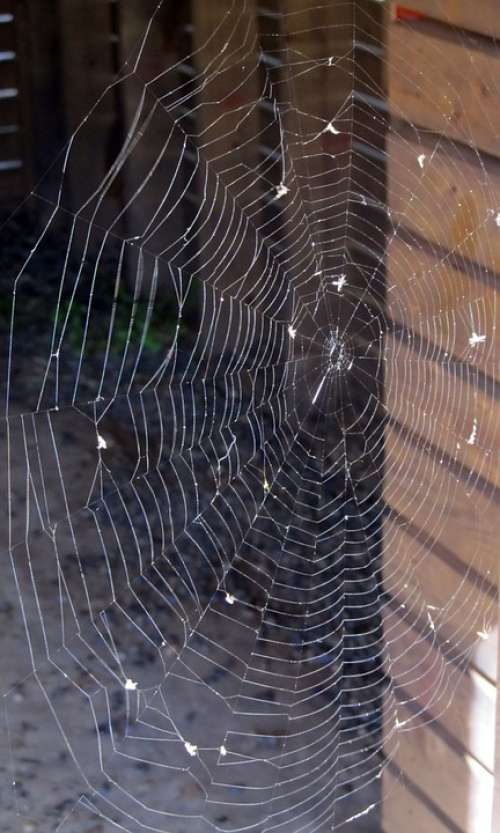 Spider Web Spiderweb Spider Web Thread Arachnid