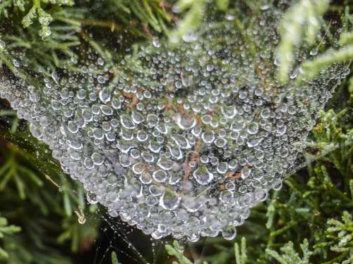 Spider Web Heavy Rain Loaded Spider Net Nature