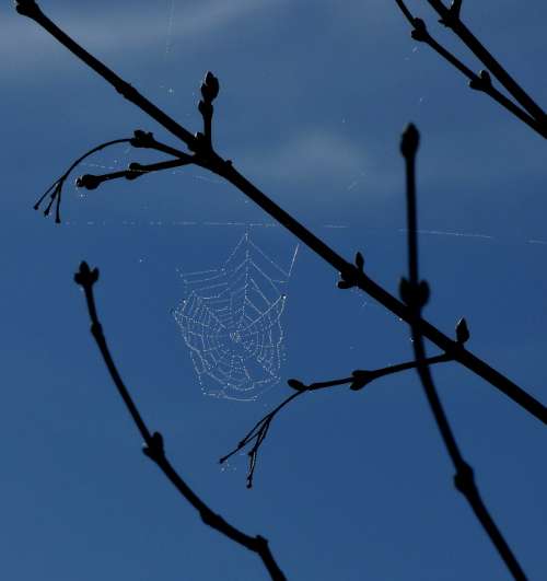 Spider Web Dew Blue Sky