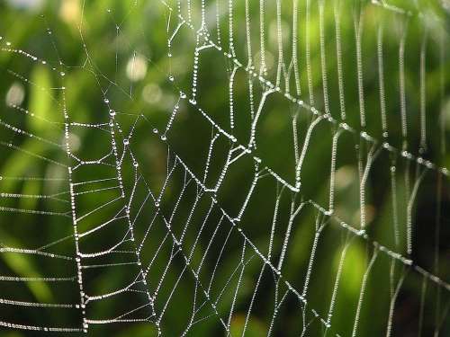 Spider Webs Drops Dew Water Landscapes Nature