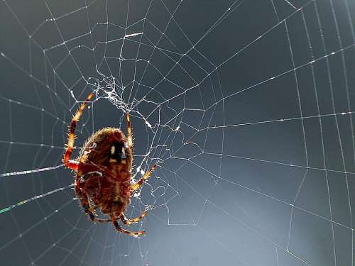 Spider Webs Spiders Bugs Insects Animals Fauna
