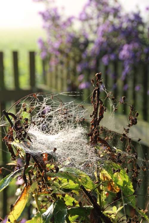 Spider Webs Indian Summer Autumn