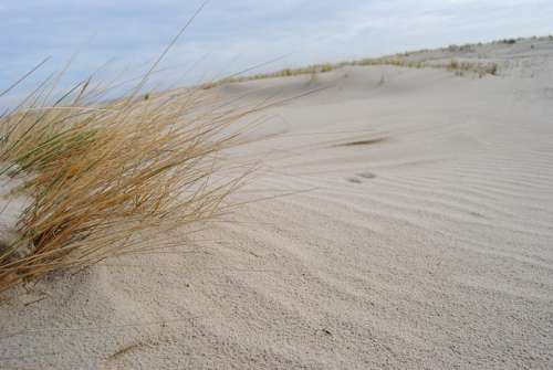 Spiekeroog Dunes North Sea Beach Grass Beach Sand