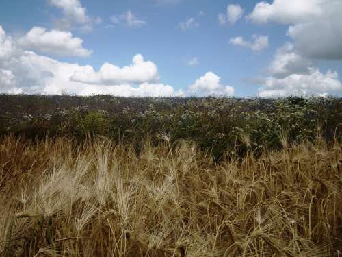 Spike Field Sky Cereals Cornfield Grain