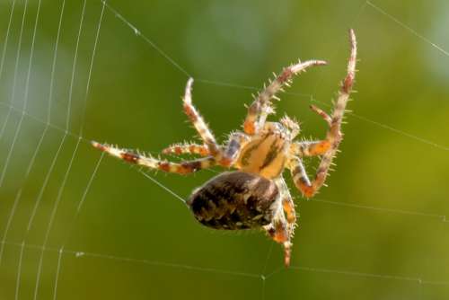 Spin Web Nature Bug Animal Macro Legs
