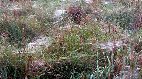 Spin Spider Webs Autumn Autumn Meadow Dew
