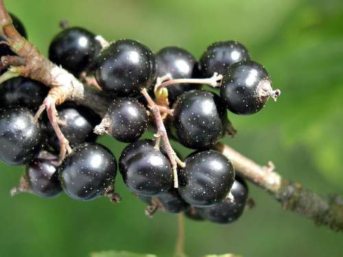 Spinarum Carissa Blackcurrant Blackcurrants Fruits
