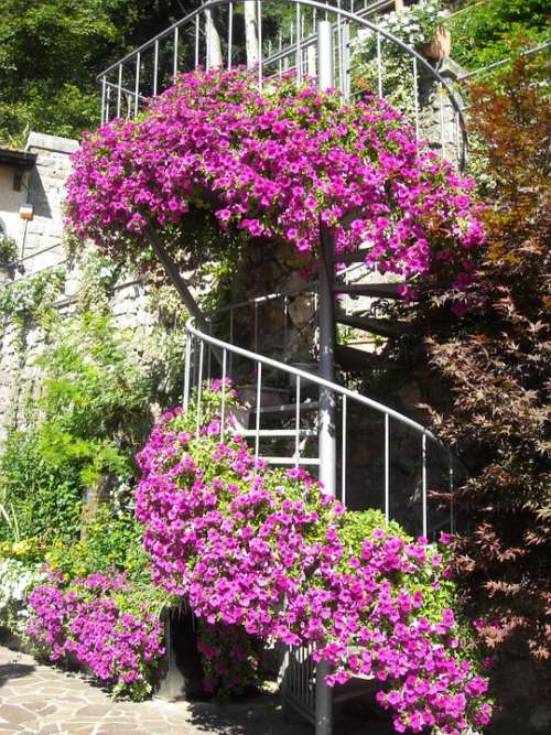 Spiral Staircase Italy Flowers Stairs