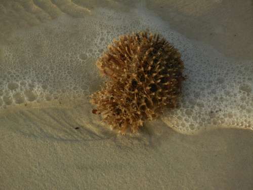 Sponge Beach Sea Water Sun Summer