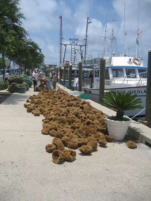 Sponges Florida Sponge Port Water