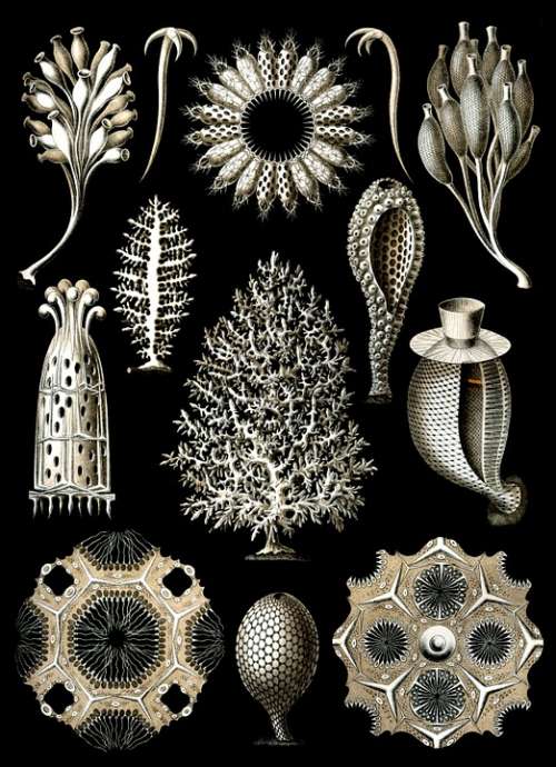 Sponges Sea Sponge Haeckel Calcispongiae Porifera