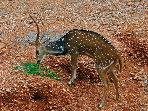 Spotted Deer Chital Cheetal Gadag Karnataka India