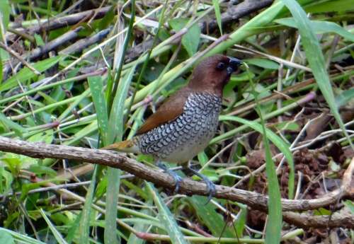Spotted Munia Scaly-Breasted Munia