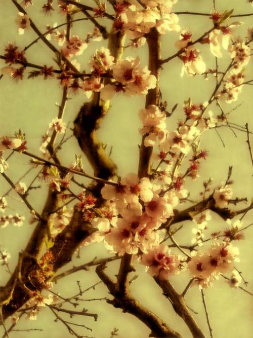 Spring Flowers Blossom Bloom Nature Tree Bud