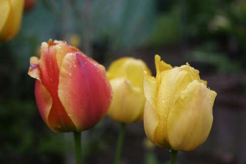 Spring Public Record Flora Rain Raindrop Tulip