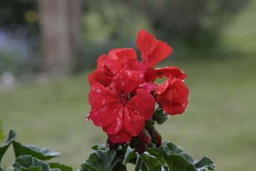 Spring Public Record Flora Rain Raindrop Flowers