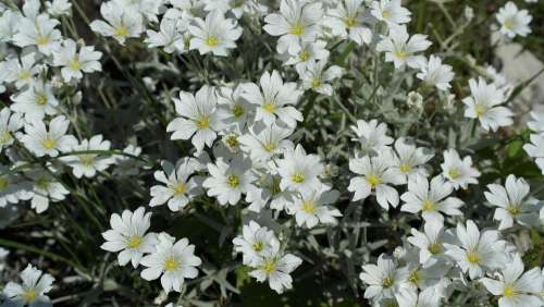 Spring Flower White Blossom Bloom