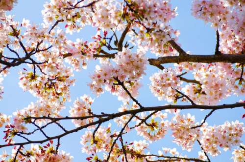 Spring Tree Branch Branches Seasons Sun Flower