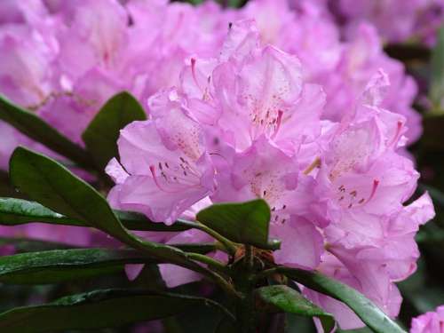 Spring Flowers Rhododendron Blossom Bloom