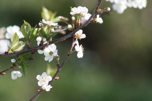 Spring White Bloom Nature Apple Tree Leaves Natur