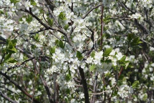 Spring White Bloom Nature Apple Tree Leaves Natur
