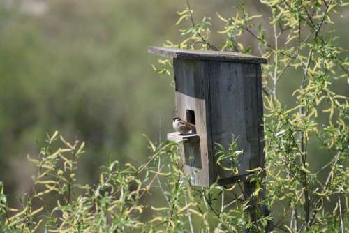 Spring Nature Birdhouse Sparrow Bird Against Sky