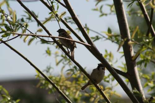 Spring Bloom Nature Leaves Natur Living Nature