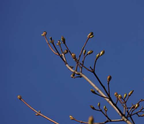 Spring Buds A New Beginning Maple Branch
