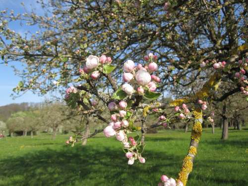 Spring Tree Apple Blossom
