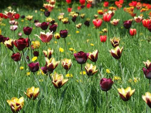 Spring Tulips Meadow Grass Colorful Flower Meadow