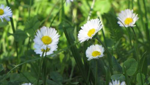 Spring Flowers White Flourishing The Petals Nature