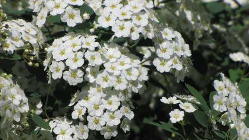 Spring Inflorescence Flower White Blooming Bush