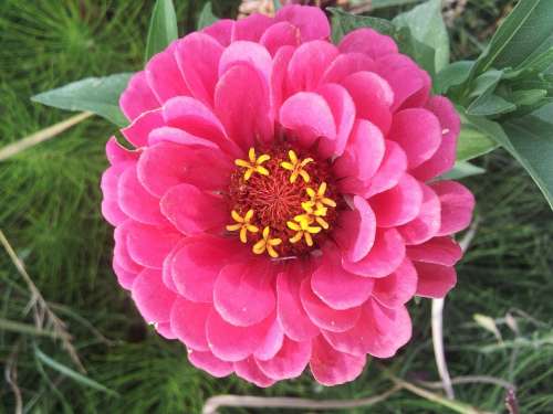 Spring Fallow Flowers Flowering