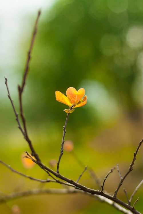 Spring Living Foods Flowers Branch