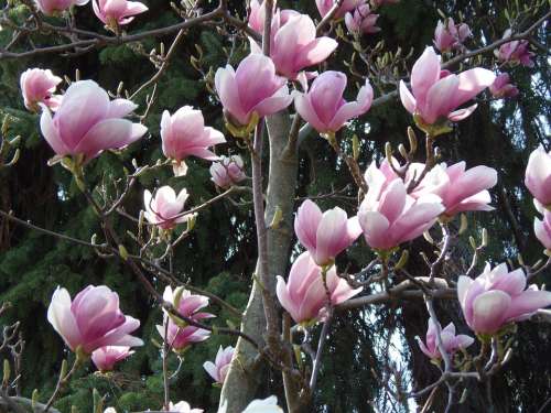 Spring Margaret Island Flowers Pale Pink Tulip Tree
