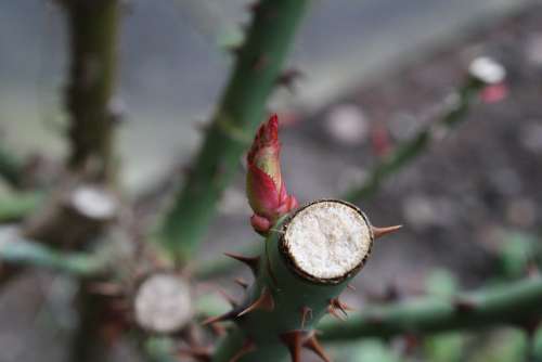 Spring Roses Bud Macro