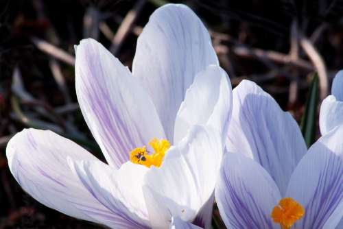 Spring Crocus Schwertliliengewaechs Spring Crocus