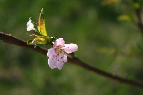 Spring Flowers Tree Plant