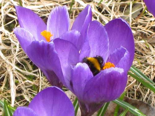 Spring Crocus Purple Bee Flower Bee In Bloom