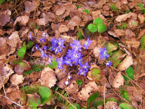 Spring Pennywort Forest Finnish