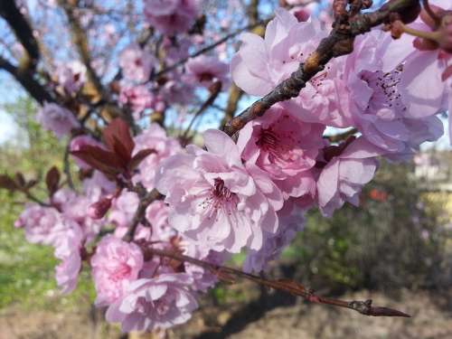 Spring Blossom Pink Flower Flowering Tree Tree