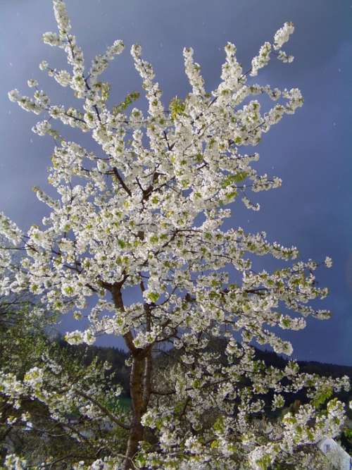 Spring Cherry Cherry Blossom Cherry Tree